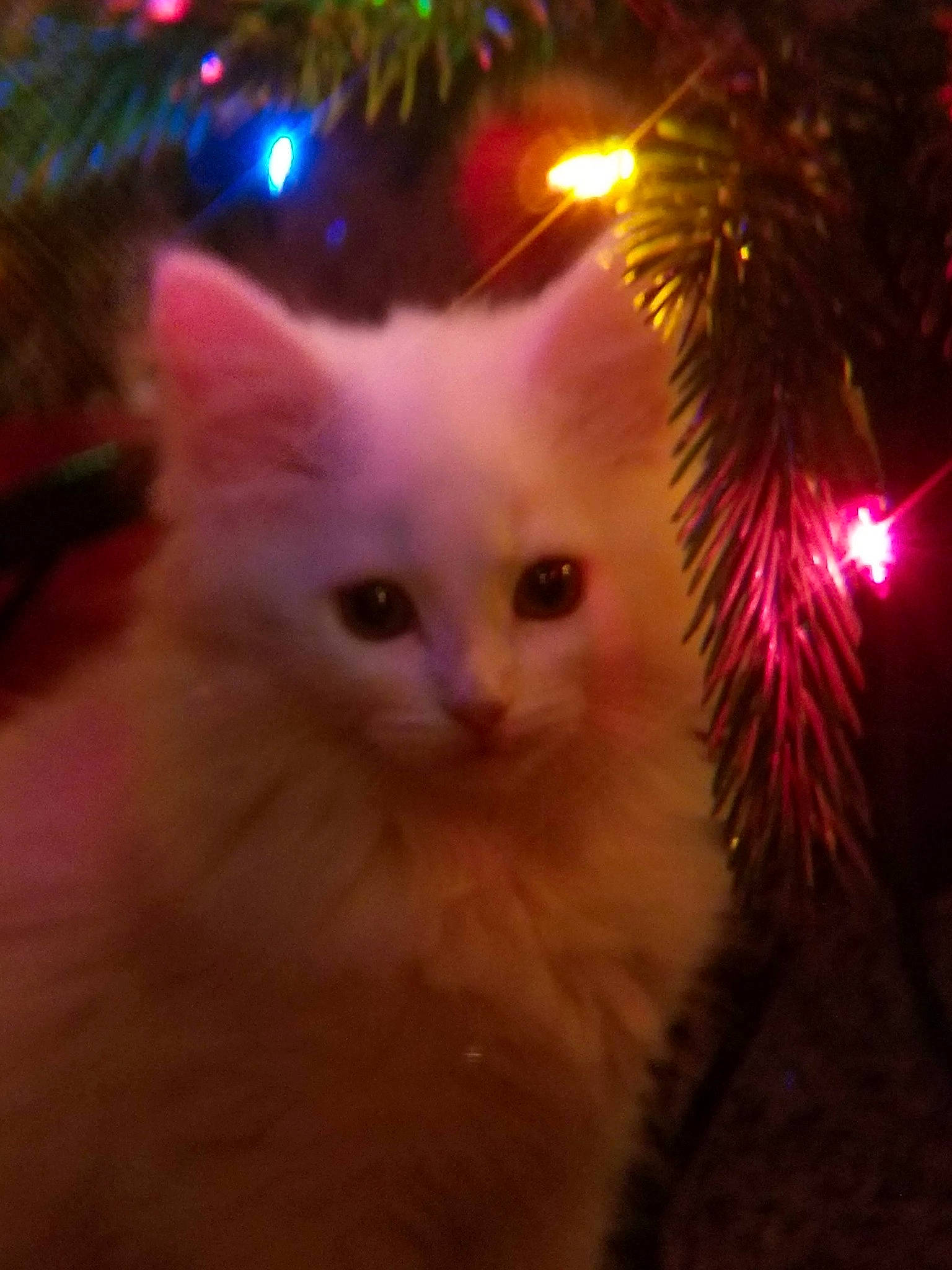 Zoey is registered to the contest to win money with this photo: carnivore, cat, christmas, christmas_decoration, christmas_ornament, christmas_tree, conifer, event, evergreen, eye, fawn, felidae, fur, holiday, light, small_to_medium_sized_cats, snout, tail, tree, whiskers