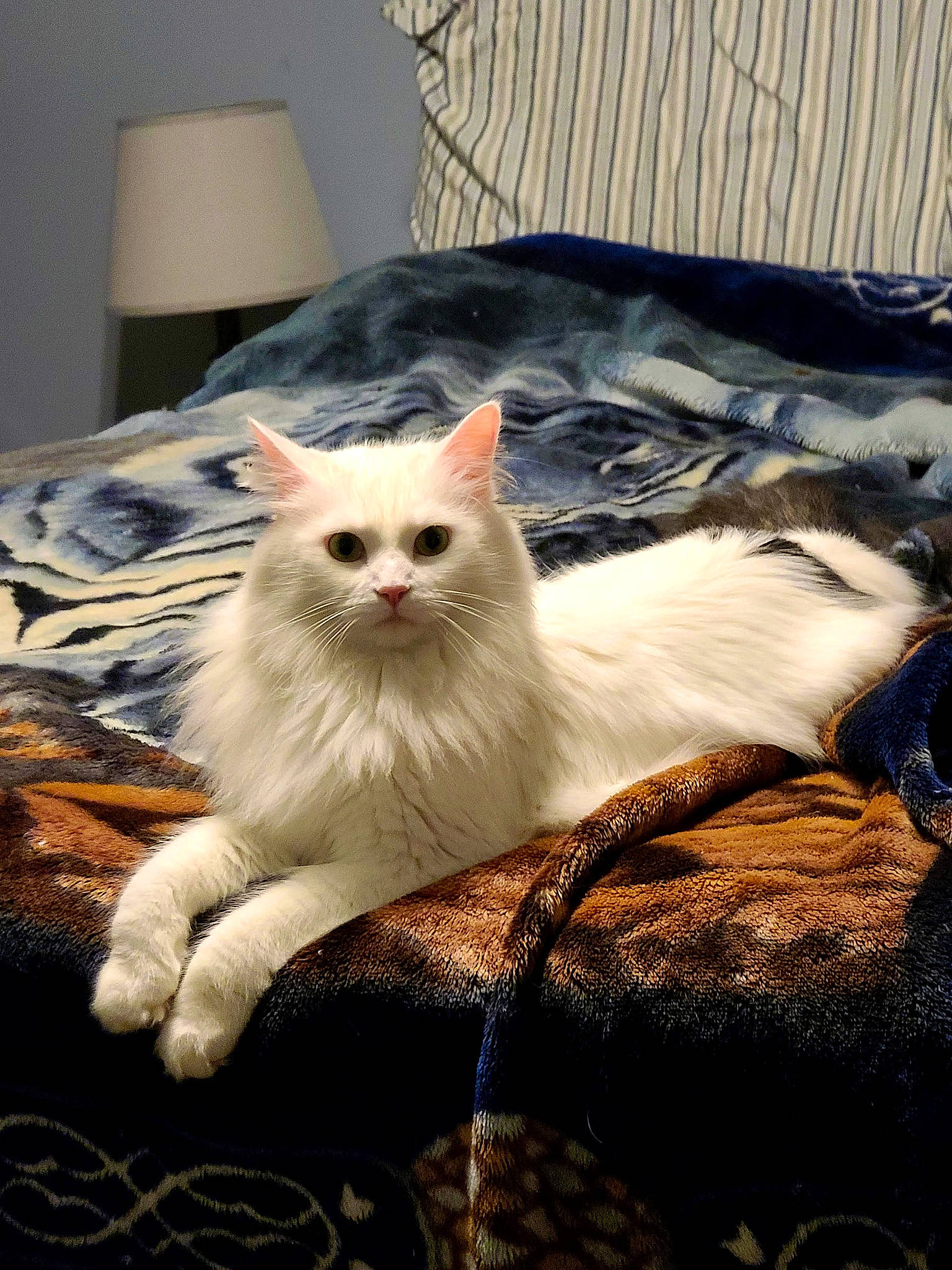 Zoey joined the competition — help win amazing prizes! carnivore, cat, claw, comfort, fawn, felidae, fur, small_to_medium_sized_cats, tail, terrestrial_animal, whiskers, wood