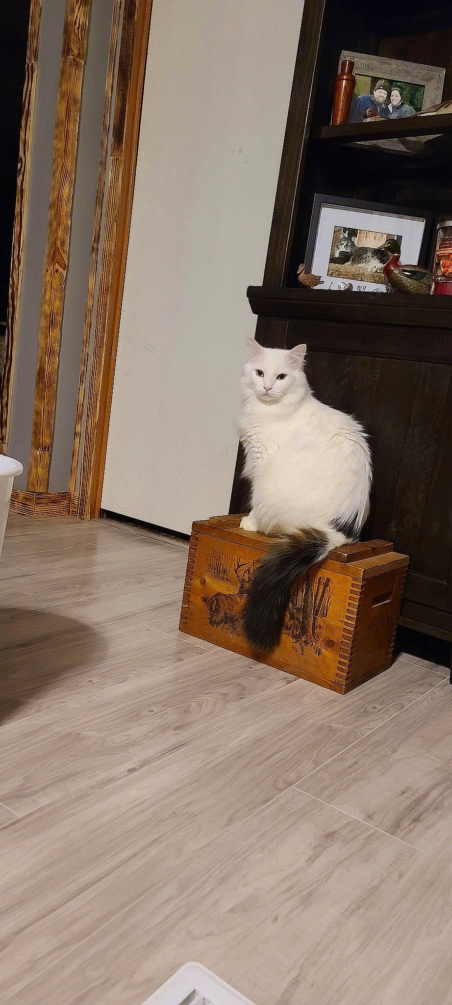 Zoey is registered to the contest to win money with this photo: art, box, cardboard, carnivore, carton, cat, fawn, felidae, flooring, fur, hardwood, packaging_and_labeling, plywood, room, shipping_box, small_to_medium_sized_cats, tail, whiskers, wood, wood_stain