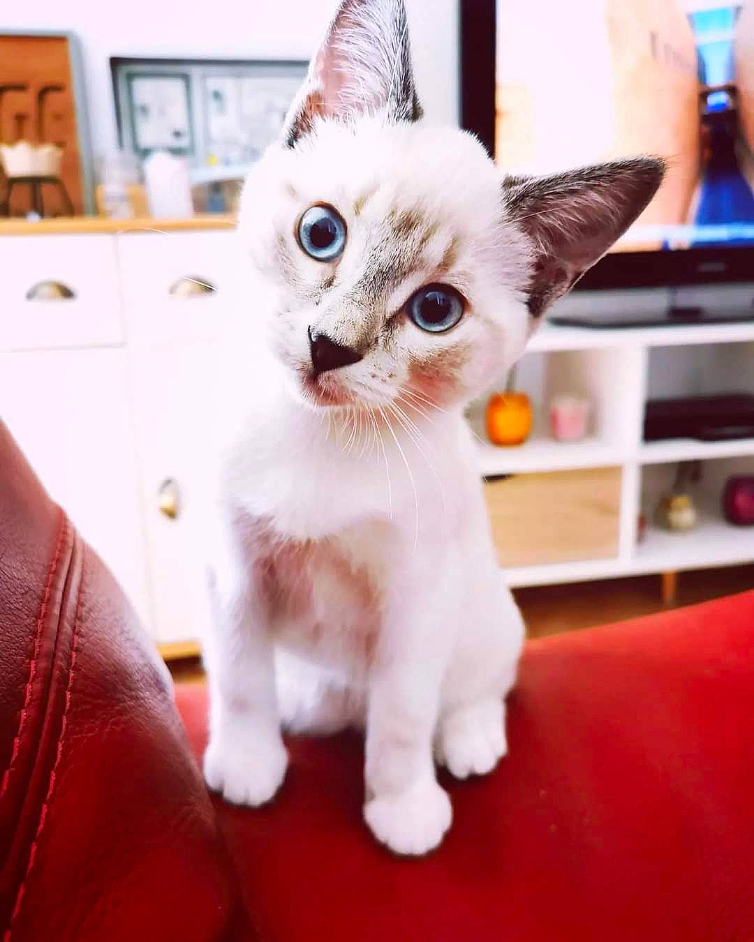 Lili participe au concours pour gagner de l'argent avec cette photo : balinese, cabinetry, carnivore, cat, cat_furniture, cat_supply, claw, domestic_short_haired_cat, fawn, felidae, fur, paw, photo_caption, shelf, small_to_medium_sized_cats, snout, tail, thai, tonkinese, whiskers