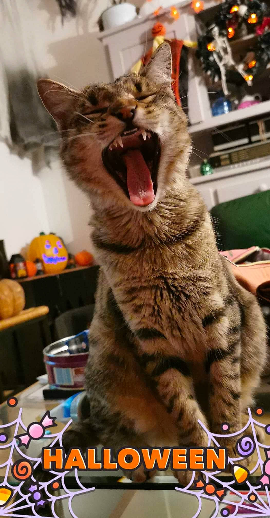 Bowie participe au concours pour gagner de l'argent avec cette photo : carnivore, cat, claw, facial_expression, fang, felidae, fur, paw, photo_caption, small_to_medium_sized_cats, snapshot, snout, tongue, tooth, toy, vertebrate, whiskers, yawn