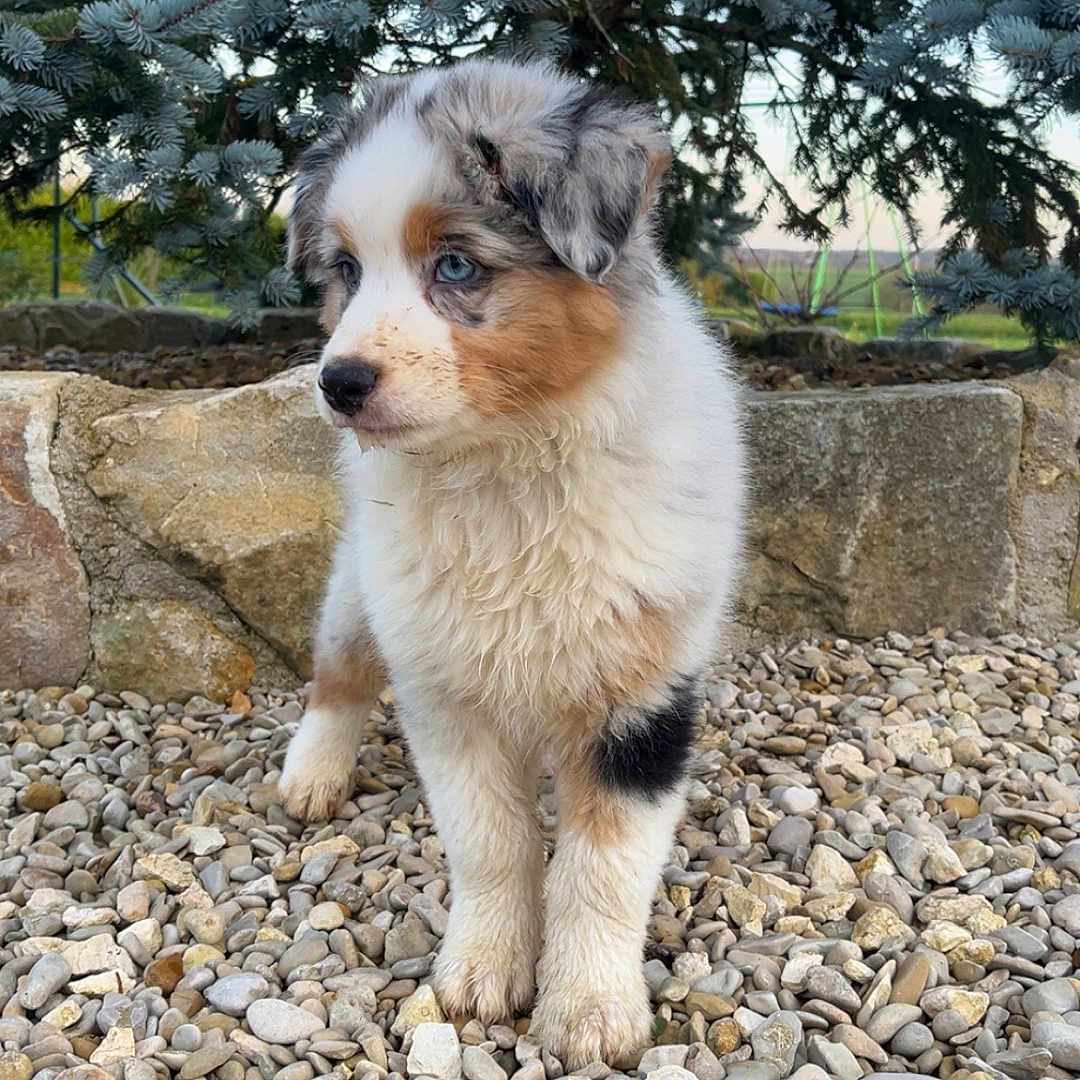 Aïka a rejoint le concours — aidez-le/la à gagner de superbes lots ! animal, black, blue_eyes, brown, curious, dog, evergreen_tree, fluffy, fur, grass_background, nature, outdoor, pebbles, pet, portrait, puppy, standing, stone_wall, white, young_dog