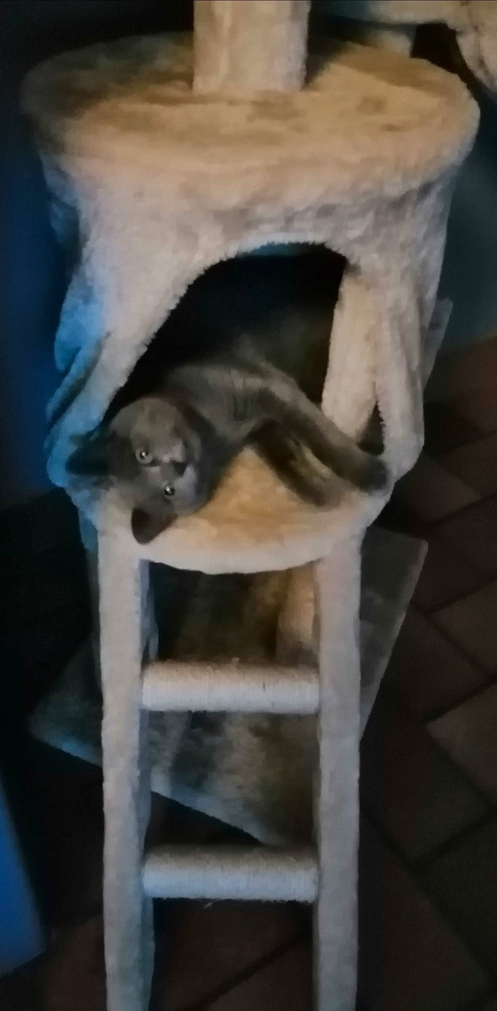 Sucrette a rejoint le concours — aidez-le/la à gagner de superbes lots ! carnivore, cat, cat_bed, cat_supply, chair, comfort, domestic_short_haired_cat, fawn, felidae, fur, grey, pet_supply, small_to_medium_sized_cats, tail, terrestrial_animal, whiskers, window, wood