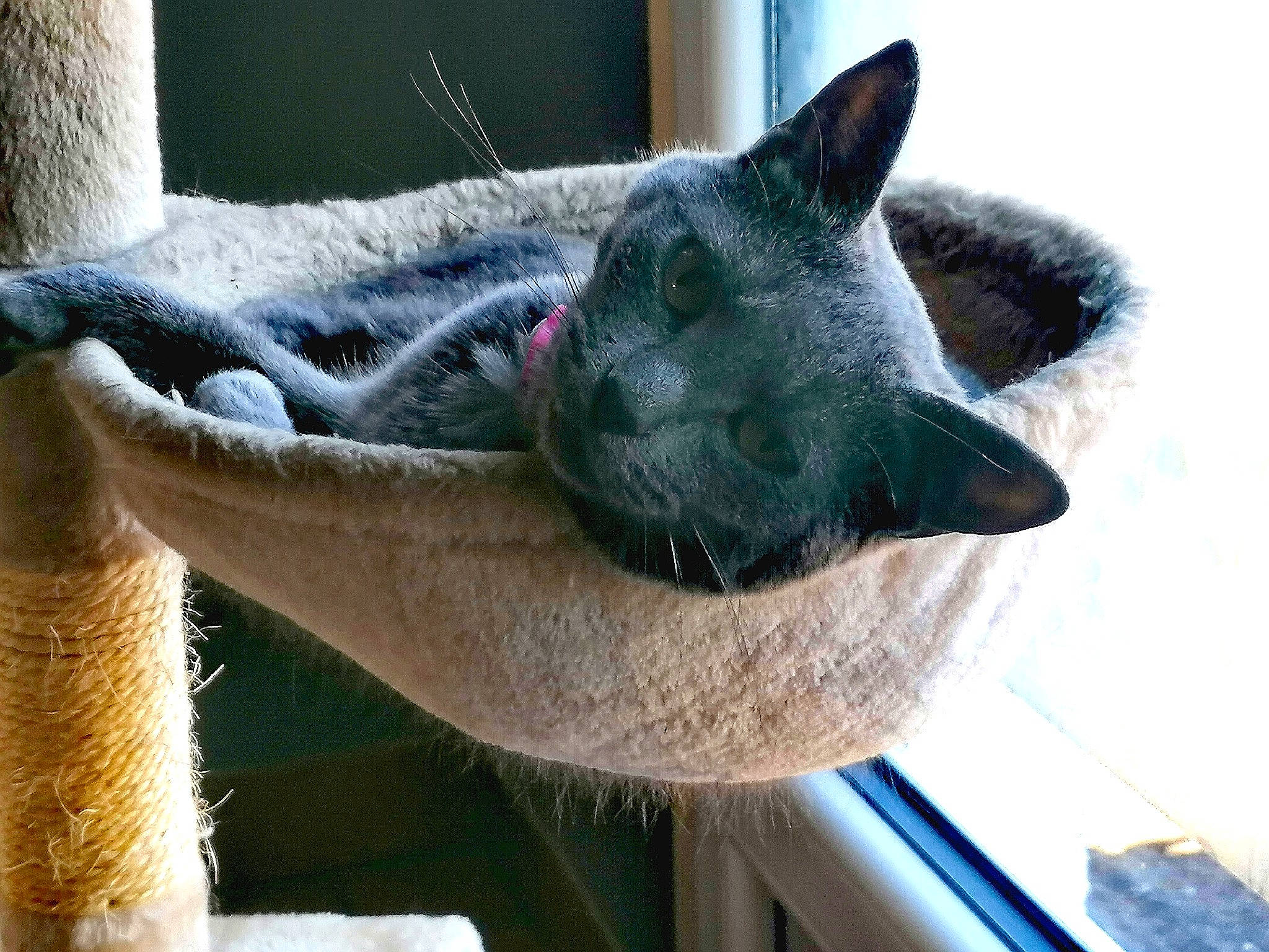 Sucrette participe au concours pour gagner de l'argent avec cette photo : carnivore, cat, cat_bed, cat_furniture, cat_supply, chair, chartreux, comfort, domestic_short_haired_cat, felidae, fur, mammal, pet_supply, russian_blue, small_to_medium_sized_cats, snout, tail, vertebrate, whiskers, window