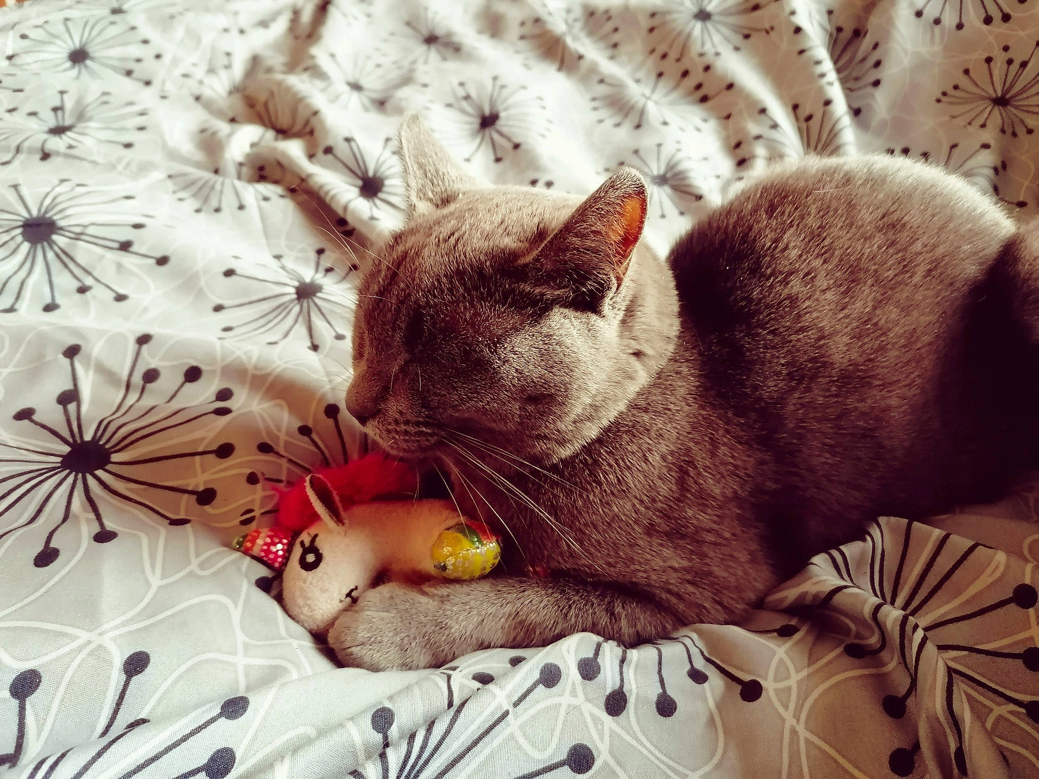 Sucrette a rejoint le concours — aidez-le/la à gagner de superbes lots ! art, carnivore, cat, comfort, domestic_short_haired_cat, fawn, felidae, fur, linens, pattern, paw, photograph, small_to_medium_sized_cats, snout, tail, textile, twig, vertebrate, whiskers, white