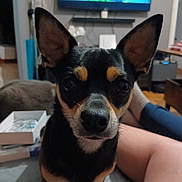 Tyson a rejoint le concours — aidez-le/la à gagner de superbes lots ! animal, black_and_tan, brown_markings, close_up, couch, cute, dog, home, indoors, large_ears, legs, living_room, person, pet, photography, portrait, puppy, short_hair, sitting, television