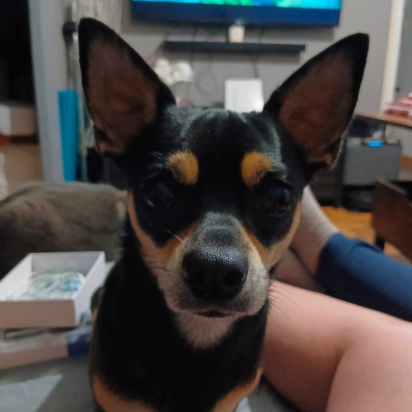 Tyson a rejoint le concours — aidez-le/la à gagner de superbes lots ! animal, black_and_tan, brown_markings, close_up, couch, cute, dog, home, indoors, large_ears, legs, living_room, person, pet, photography, portrait, puppy, short_hair, sitting, television