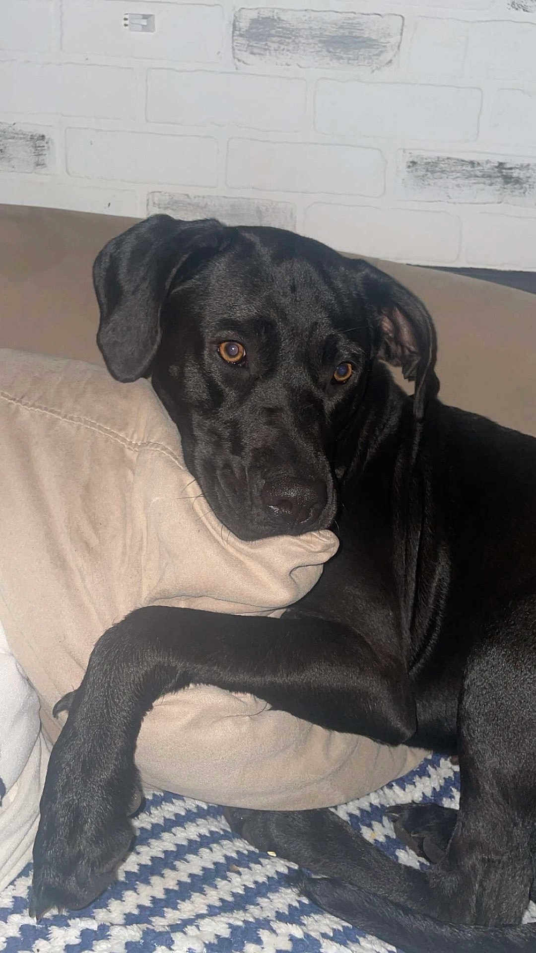 Ruby joined the competition — help win amazing prizes! dog, black_dog, pillow, blanket, indoor, resting, pet, canine, fur, ears, nose, paw, comfort, cozy, relaxed, looking, home, wall, couch, animal