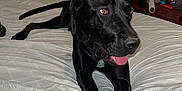 Ruby is registered to the contest to win money with this photo: dog, black_dog, bed, bedspread, crossed_paws, tongue_out, indoor, lamp, curtain, nightstand, collar, pet, animal, resting, fur, canine, furniture, room, sleeping_area, cozy