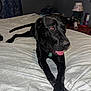 dog, black_dog, bed, bedspread, crossed_paws, tongue_out, indoor, lamp, curtain, nightstand, collar, pet, animal, resting, fur, canine, furniture, room, sleeping_area, cozy