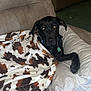 Ruby is registered to the contest to win money with this photo: dog, black_dog, blanket, couch, pillow, bottle, indoor, pet, resting, fur, collar, tag, looking, lying_down, cozy, relaxed, furniture, living_room, domestic, comfort