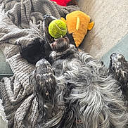 Tilda is registered to the contest to win money with this photo: dog, tennis_ball, blanket, couch, plush_toys, black_dog, gray_fur, pet, indoor, relaxed, playful, fur, mouth, lying_down, home, soft_texture, toy, resting, comfortable, animal
