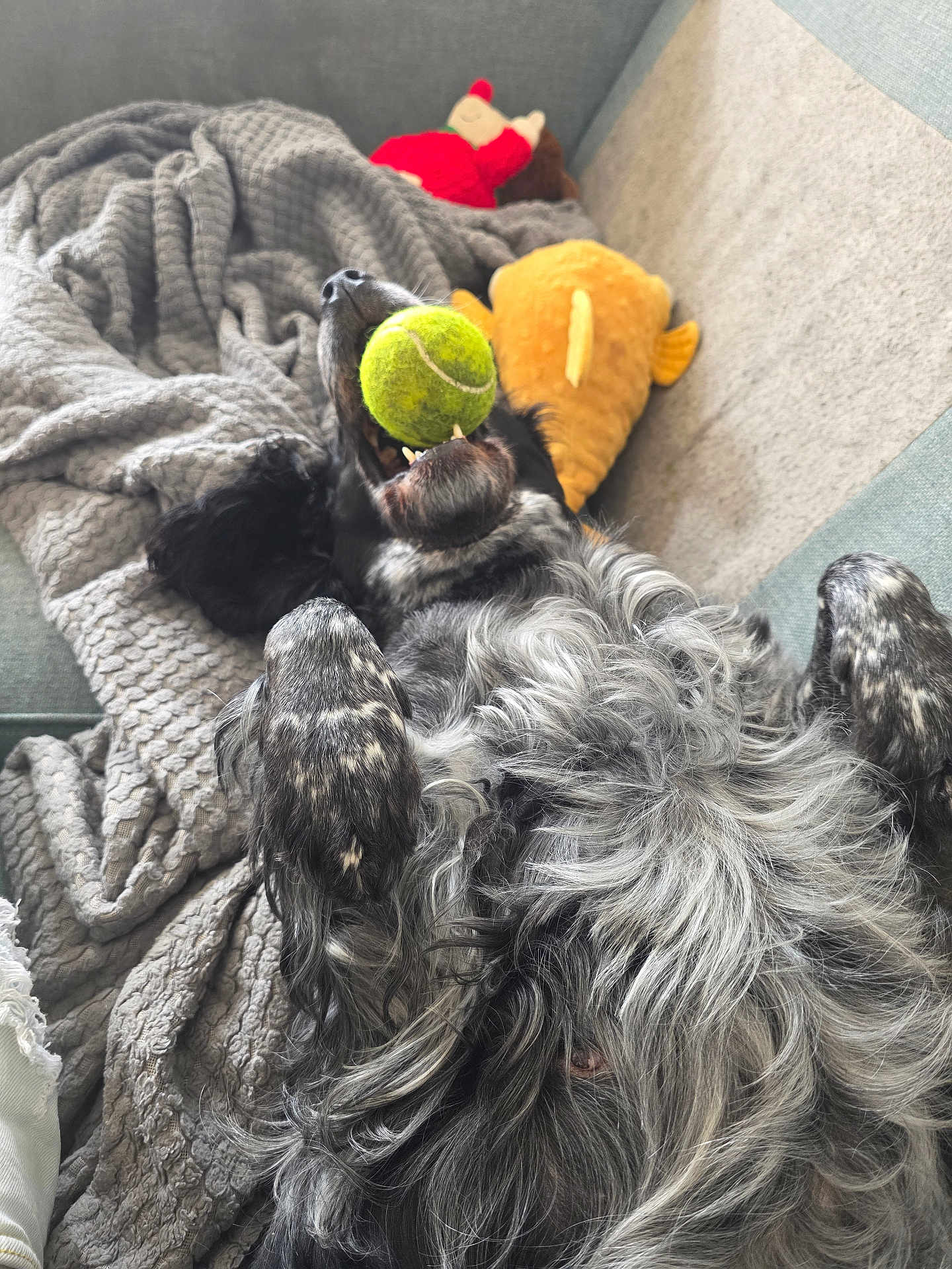 Tilda is registered to the contest to win money with this photo: dog, tennis_ball, blanket, couch, plush_toys, black_dog, gray_fur, pet, indoor, relaxed, playful, fur, mouth, lying_down, home, soft_texture, toy, resting, comfortable, animal