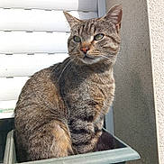 Dino a rejoint le concours — aidez-le/la à gagner de superbes lots ! cat, tabby, plant_pot, green_pot, sunlight, outdoor, pet, animal, feline, window_shutter, wall, curious, sitting, striped, domestic_cat, whiskers, ears, nose, fur, daylight
