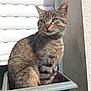 cat, tabby, plant_pot, green_pot, sunlight, outdoor, pet, animal, feline, window_shutter, wall, curious, sitting, striped, domestic_cat, whiskers, ears, nose, fur, daylight