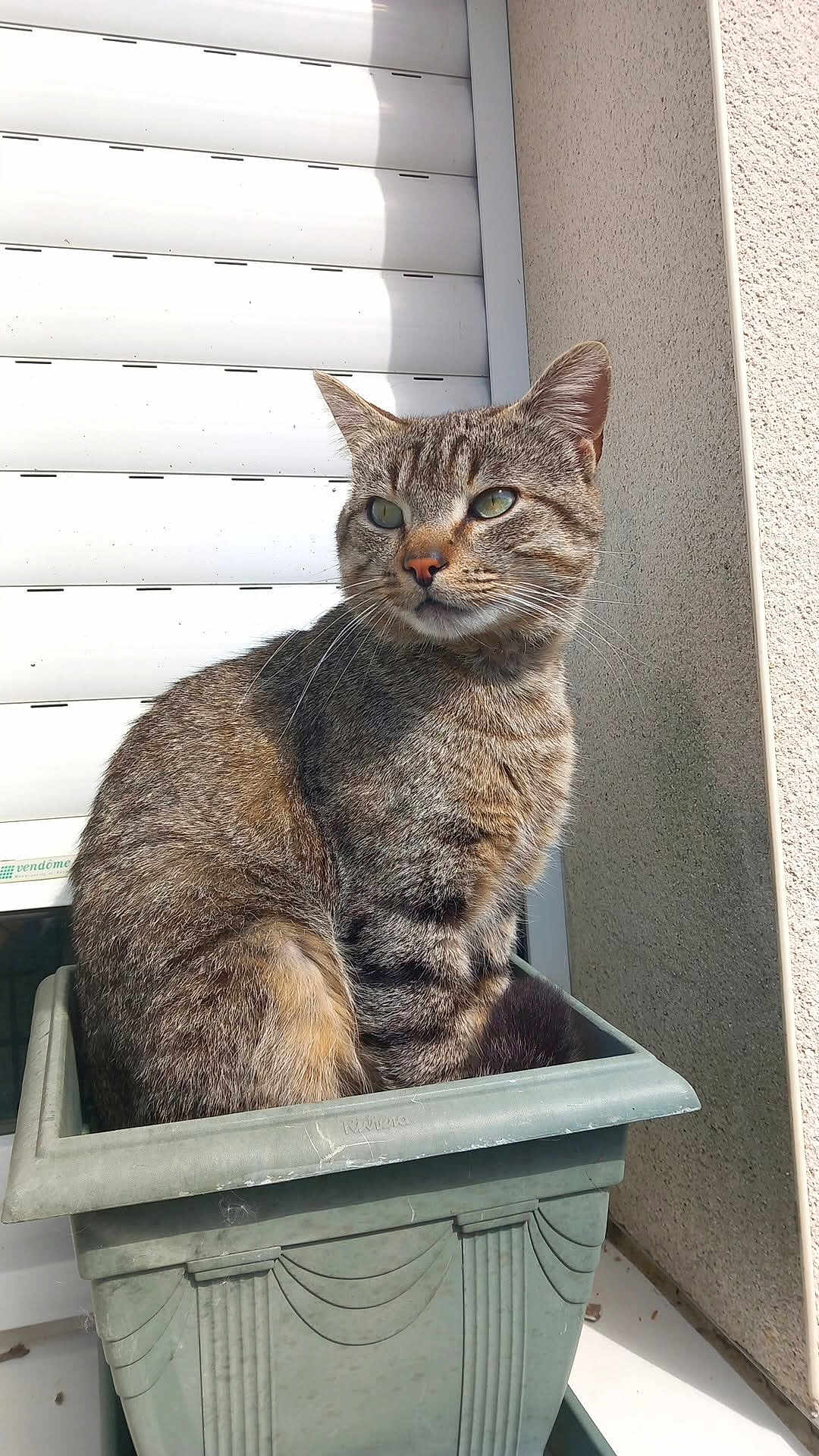 Dino a rejoint le concours — aidez-le/la à gagner de superbes lots ! cat, tabby, plant_pot, green_pot, sunlight, outdoor, pet, animal, feline, window_shutter, wall, curious, sitting, striped, domestic_cat, whiskers, ears, nose, fur, daylight