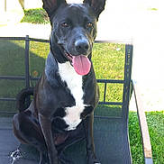 Bagheera a rejoint le concours — aidez-le/la à gagner de superbes lots ! dog, black_dog, white_markings, sitting, outdoor, chair, tongue_out, happy, pet, ears_up, grass, sunlight, garden, mesh_chair, paw, canine, animal, daylight, relaxed, smiling