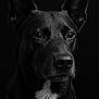 Bagheera participe au concours pour gagner de l'argent avec cette photo : dog, black_dog, white_chest, portrait, wet_fur, water_droplets, ears_up, alert, close_up, animal, pet, canine, studio_lighting, black_background, fur_texture, expressive_eyes, serious_expression, muzzle, whiskers, snout