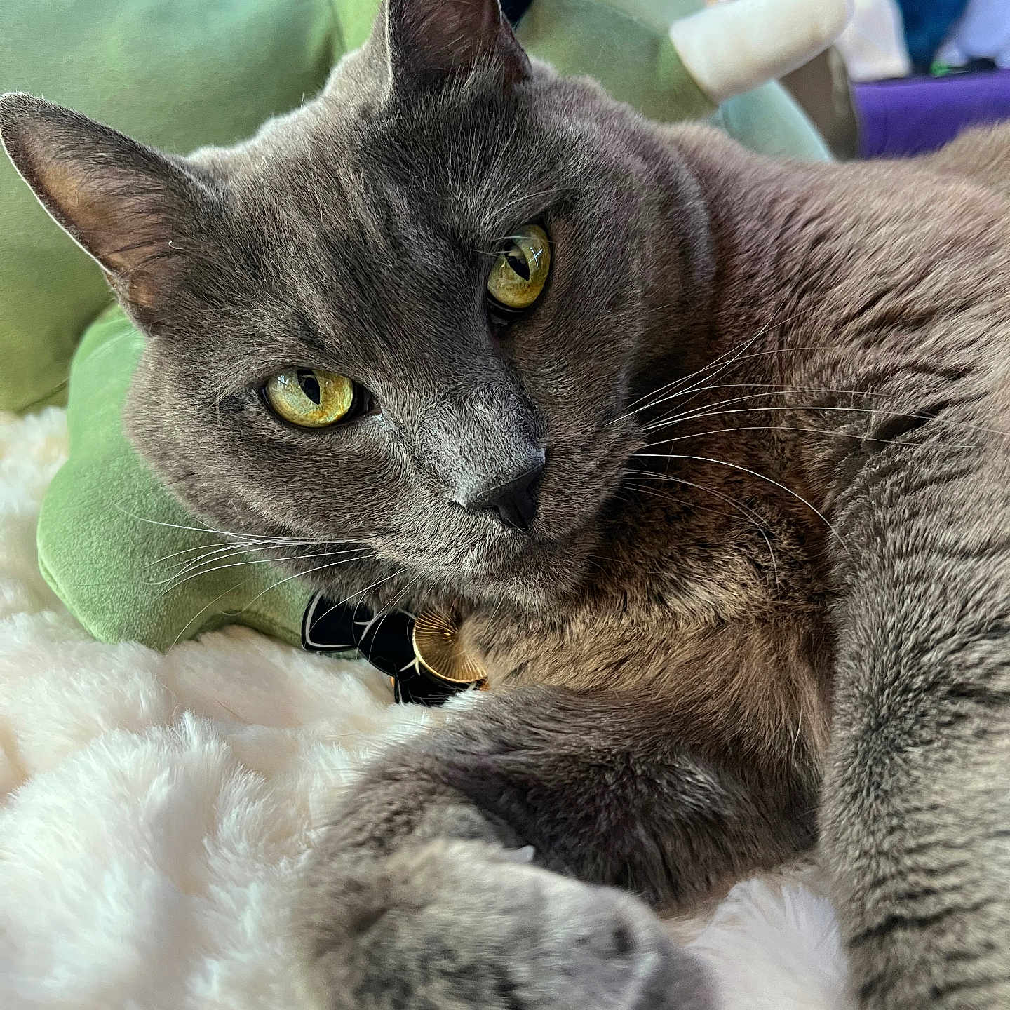Smokey Boy