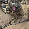 Smokey Boy is registered to the contest to win money with this photo: cat, gray_cat, yawning, stretching, couch, pillow, indoor, pet, feline, relaxed, sleepy, fur, whiskers, home, cozy, animal, resting, closeup, comfortable, living_room
