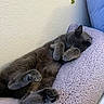 Smokey Boy is registered to the contest to win money with this photo: cat, sleeping, gray_cat, pet, cozy, blanket, pillow, indoor, feline, cute, relaxed, resting, fur, whiskers, paw, animal, domestic_animal, soft_texture, nap, comfortable
