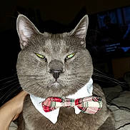 Smokey Boy is registered to the contest to win money with this photo: cat, gray_cat, bow_tie, collar, pet, animal, feline, indoor, blanket, cozy, resting, portrait, close_up, whiskers, ears, eyes, hand, domestic_animal, cute, relaxed