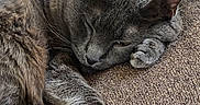 Smokey Boy joined the competition — help win amazing prizes! cat, gray_cat, sleeping, napping, pet, feline, indoor, couch, brown_couch, fur, paw, tail, relaxed, resting, closeup, cozy, domestic_cat, window_light, quiet, peaceful