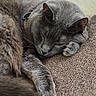 cat, gray_cat, sleeping, napping, pet, feline, indoor, couch, brown_couch, fur, paw, tail, relaxed, resting, closeup, cozy, domestic_cat, window_light, quiet, peaceful