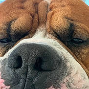 Ruger joined the competition — help win amazing prizes! dog, close_up, nose, sleepy, brown_fur, white_fur, black_nose, wrinkles, face, pet, muzzle, relaxed, indoor, cute, animal, portrait, soft_light, texture, expression, cozy