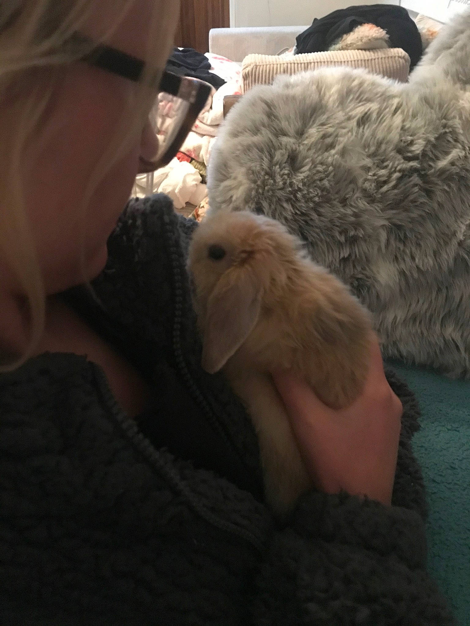 Cami is registered to the contest to win money with this photo: canidae, fur, labradoodle