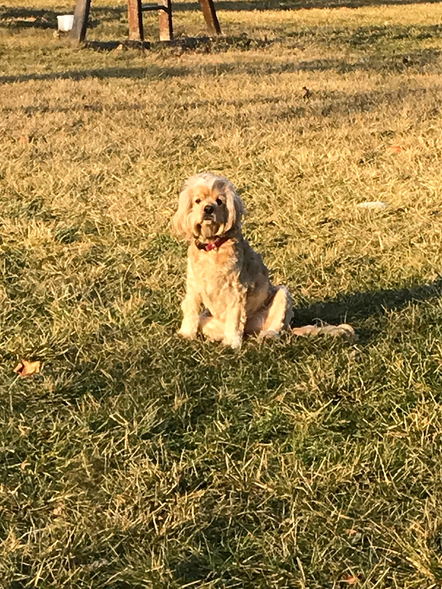 Honey is registered to the contest to win money with this photo: basset_fauve_de_bretagne, bosnian_coarse_haired_hound, briquet_griffon_vendeen, canidae, carnivore, cavachon, cockapoo, companion_dog, dog, dog_breed, grass, grass_family, hunting_dog, mammal, petit_basset_griffon_vendeen, soil, spinone_italiano, sporting_group, vertebrate