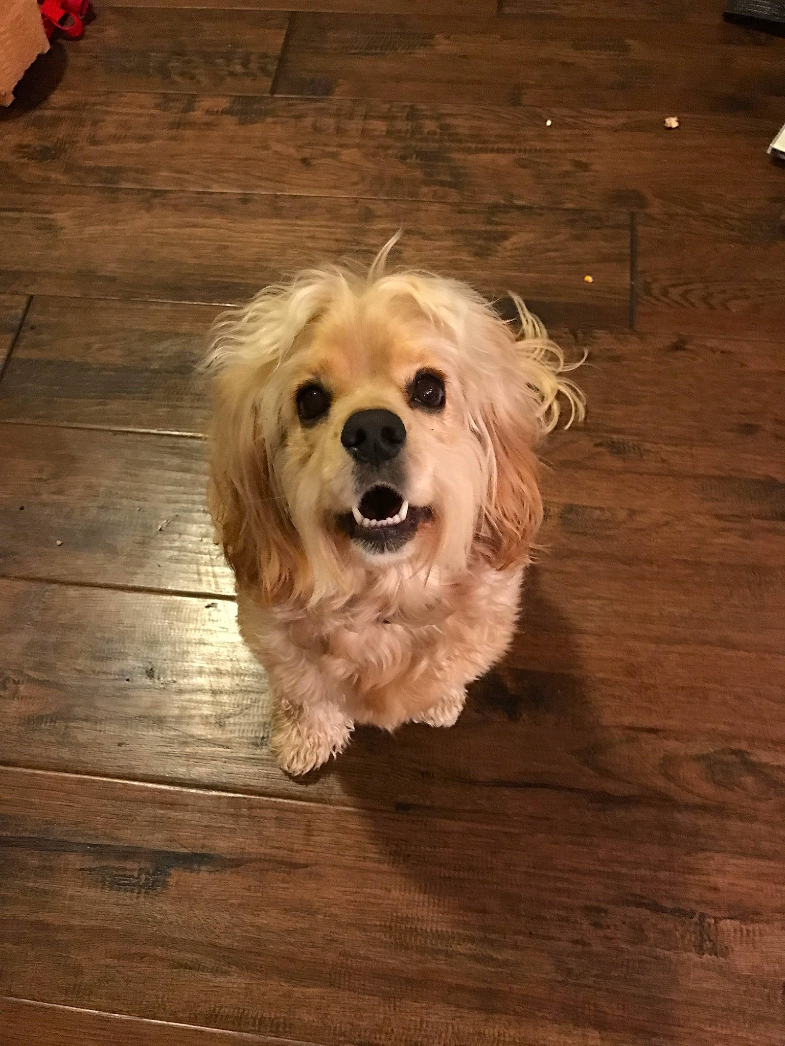 Honey is registered to the contest to win money with this photo: canidae, carnivore, cavachon, cavapoo, cockapoo, companion_dog, dog, dog_breed, glen_of_imaal_terrier, havanese, lhasa_apso, mammal, morkie, puppy, rare_breed_dog, snout, sporting_group, tibetan_terrier, toy_dog, vertebrate