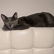 Ember Táhliaw is registered to the contest to win money with this photo: cat, gray_cat, feline, pet, animal, sofa, couch, furniture, indoor, resting, relaxed, yellow_eyes, ears, whiskers, fur, texture, minimalist, home, wall, looking