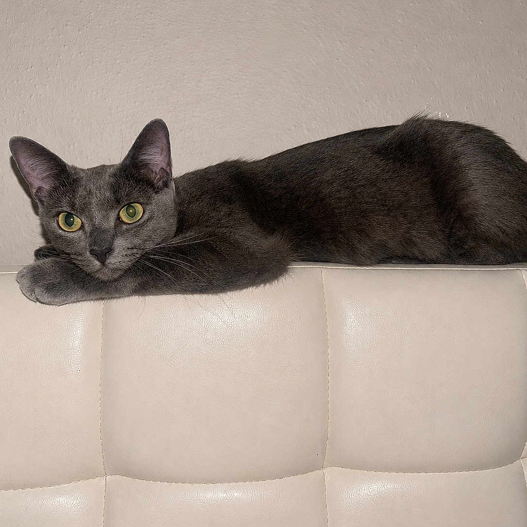 Ember Táhliaw is registered to the contest to win money with this photo: cat, gray_cat, feline, pet, animal, sofa, couch, furniture, indoor, resting, relaxed, yellow_eyes, ears, whiskers, fur, texture, minimalist, home, wall, looking