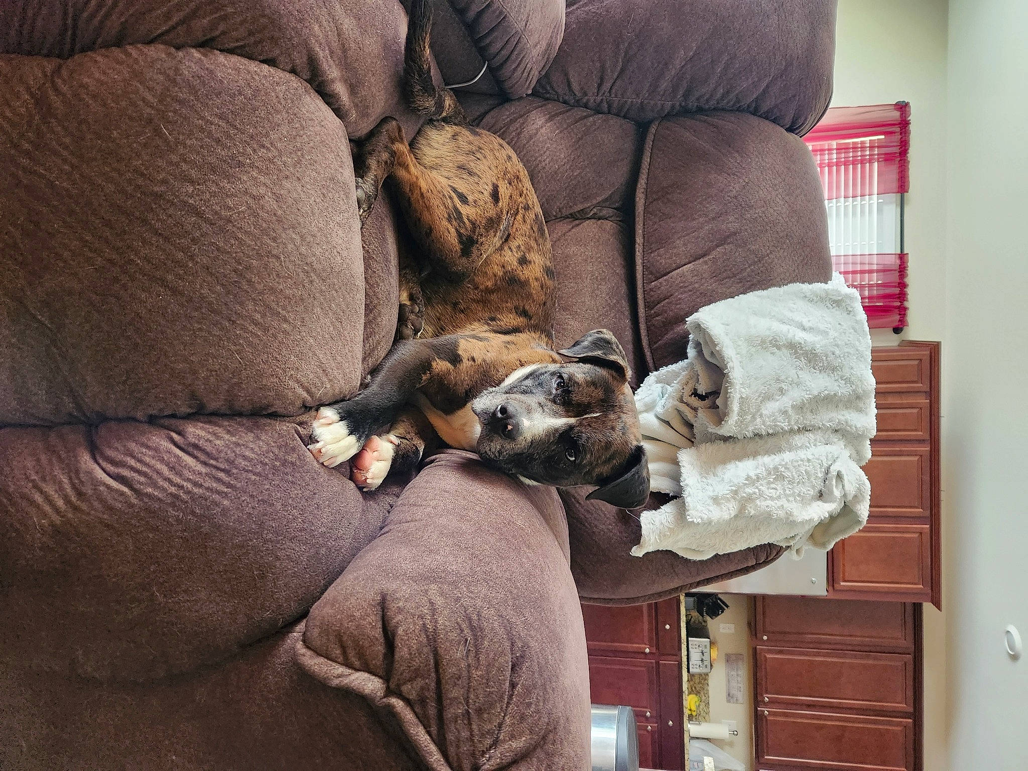 Finnegan is registered to the contest to win money with this photo: armrest, canidae, carnivore, comfort, companion_dog, couch, dog, dog_breed, fawn, felidae, flooring, fur, hardwood, linens, living_room, room, sporting_group, textile, wood, working_animal