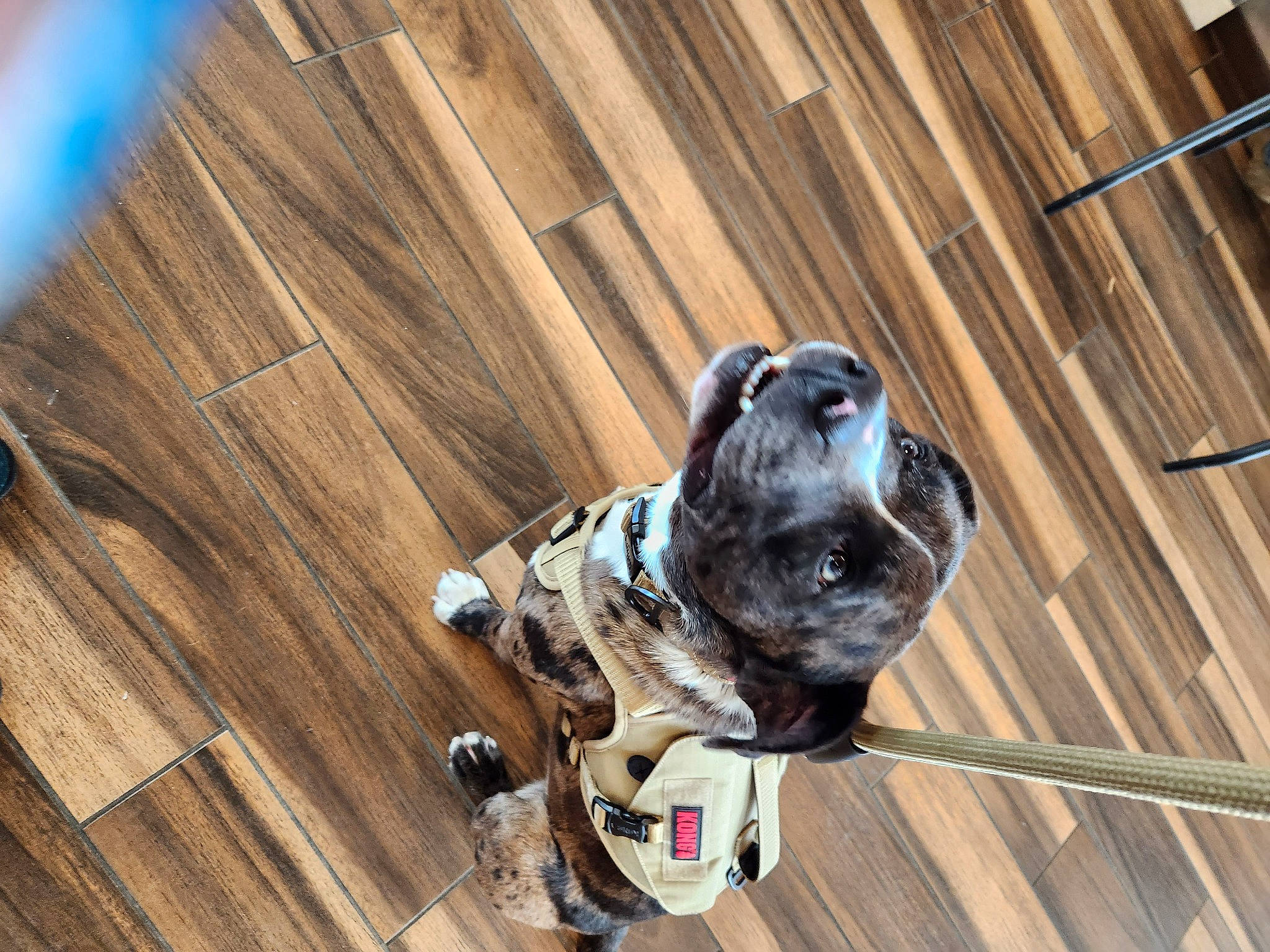 Finnegan joined the competition — help win amazing prizes! carnivore, collar, companion_dog, dog, dog_breed, dog_collar, dog_supply, fawn, flooring, hardwood, leash, pet_supply, plank, snout, sporting_group, varnish, window, wood, wood_stain, working_animal
