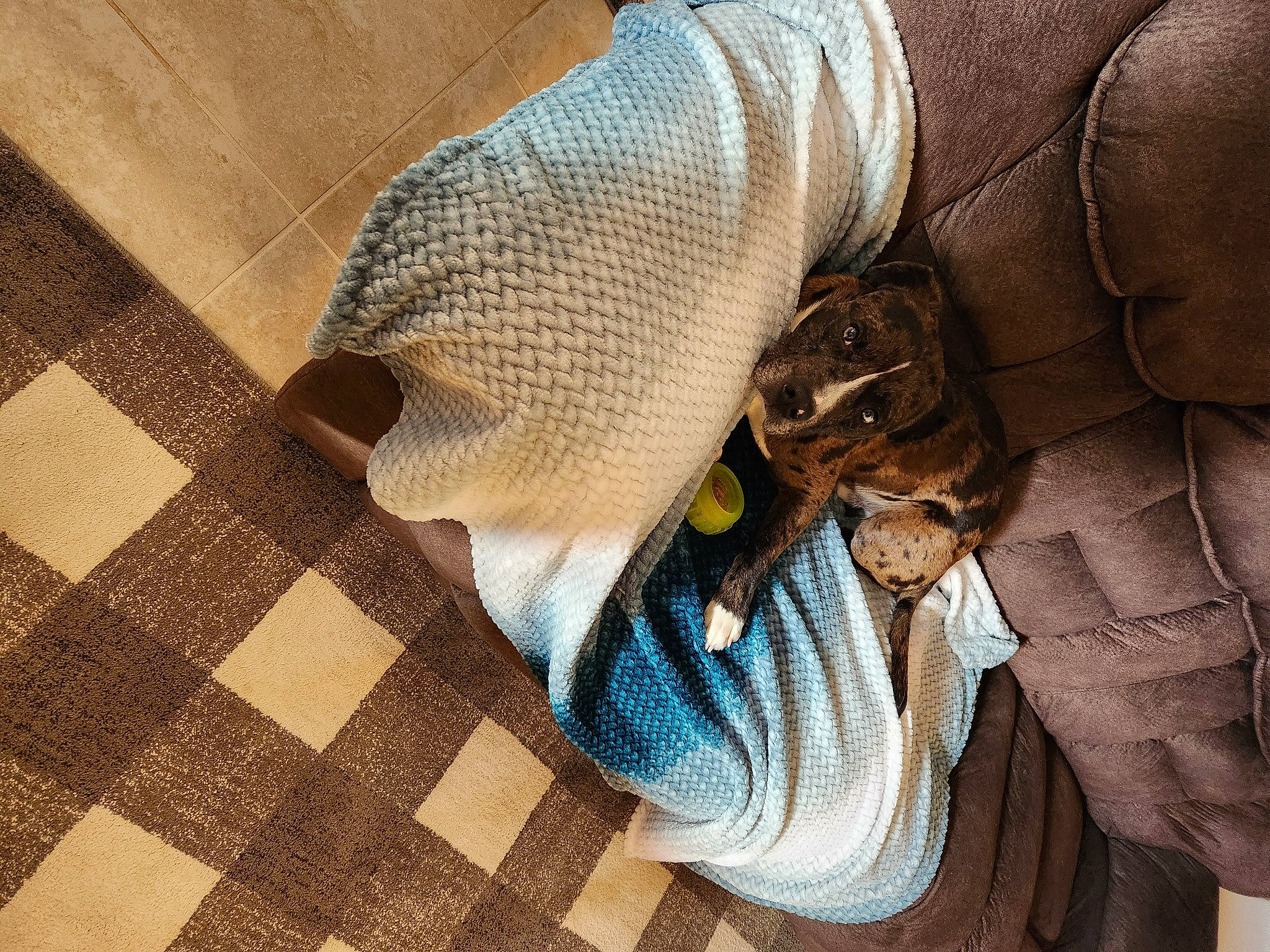 Finnegan is registered to the contest to win money with this photo: beige, comfort, fashion_accessory, flooring, foot, grass, grey, hardwood, human_leg, knee, leg, linens, pattern, textile, thigh, tints_and_shades, wood, wool, woolen, wrist