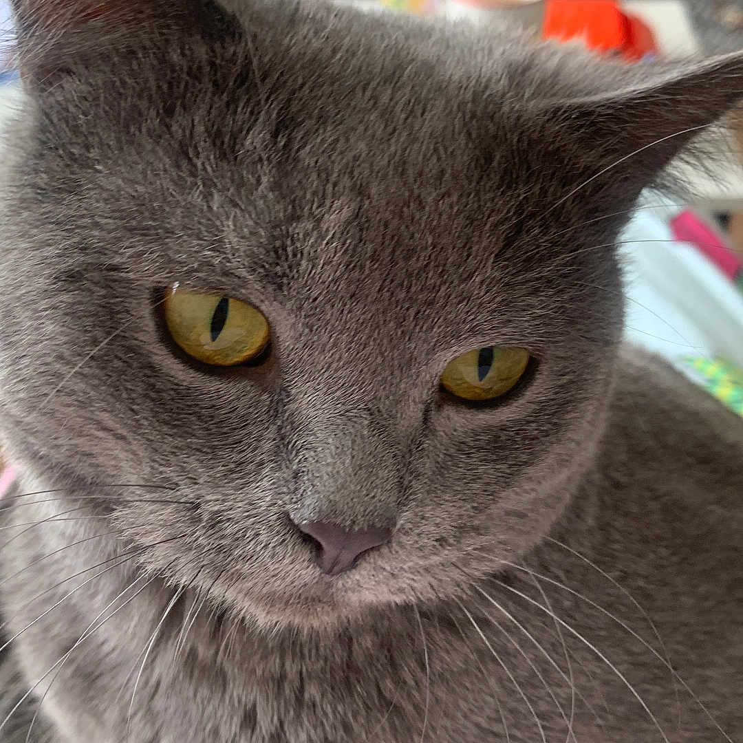 Smokey joined the competition — help win amazing prizes! abyssinian, animal, blackcat, cat, couch, furniture, gray, homedecor, kitten, linen, manx, pet, siamese