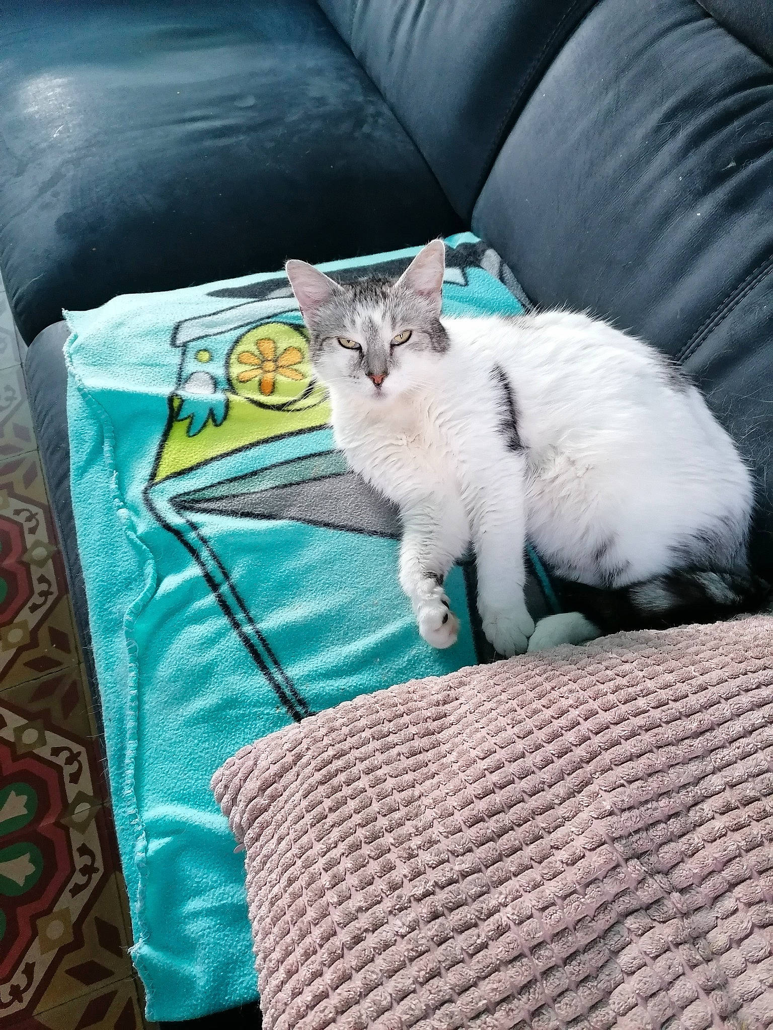 Garfield a rejoint le concours — aidez-le/la à gagner de superbes lots ! bedding, blanket, blue, carnivore, cat, comfort, couch, domestic_short_haired_cat, felidae, fur, grey, linens, pattern, paw, pillow, rectangle, small_to_medium_sized_cats, tail, throw_pillow, whiskers