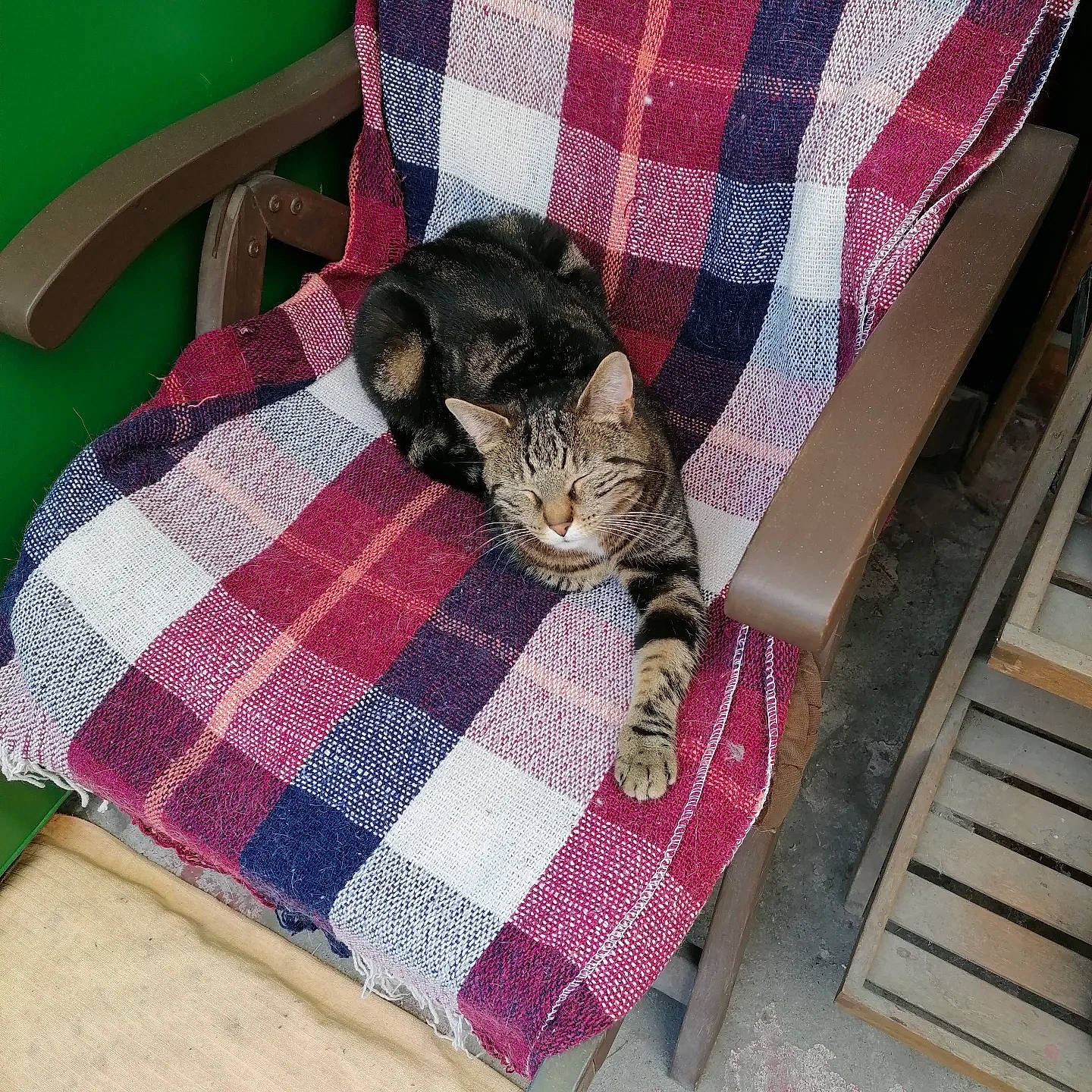 Tequila participe au concours pour gagner de l'argent avec cette photo : bag, carnivore, cat, comfort, fawn, felidae, flooring, fur, green, linens, magenta, pattern, pink, plaid, purple, small_to_medium_sized_cats, tartan, textile, whiskers, wood