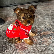 Ozzy joined the competition — help win amazing prizes! dog, puppy, small_dog, sweater, red_sweater, holiday_sweater, festive, indoor, carpet, rug, cute, sitting, portrait, fur, eyes, ears, pet, domestic_animal, cozy, home