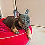 Odin a rejoint le concours — aidez-le/la à gagner de superbes lots ! french_bulldog, puppy, dog, pet_bed, red_bed, indoor, tile_floor, ears, blue_eyes, lying_down, cozy, adorable, animal, young_dog, looking_away, paw, snout, companion, cute, domestic_animal