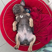 Odin participe au concours pour gagner de l'argent avec cette photo : dog, french_bulldog, puppy, sleeping, red_bed, blanket, pet_bed, relaxed, indoor, floor_tiles, paw, cute, animal, canine, resting, adorable, fur, small_dog, pet, cozy