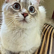 Coco joined the competition — help win amazing prizes! cat, kitten, blue_eyes, whiskers, fluffy_fur, close_up, portrait, paws, ears, pink_nose, striped_chair, chair, indoor, pet, curious_expression, big_eyes, fur_texture, sitting, domestic_cat, whisker_detail