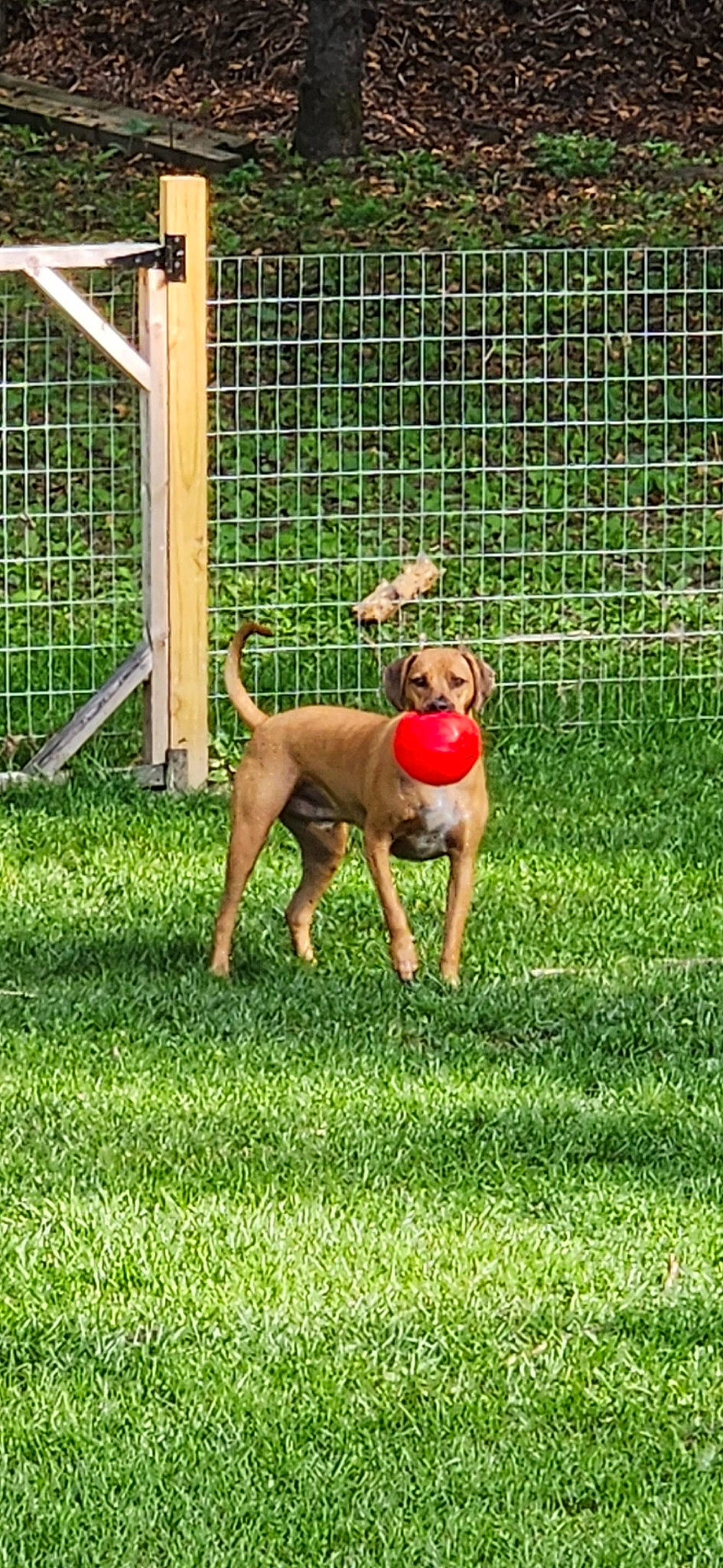 Blaze is registered to the contest to win money with this photo: ball, canidae, carnivore, companion_dog, dog, dog_breed, dog_supply, doghouse, fawn, fence, grass, mesh, pet_supply, plant, snout, sporting_group, tail, terrestrial_animal, wire_fencing, working_animal