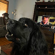 Reggie is registered to the contest to win money with this photo: dog, black_dog, living_room, television, furniture, lamp, window, curtains, carpet, wood_floor, clock, cabinet, indoor, pet, curious, close_up, canine, home, decor, relaxed
