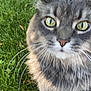 Tip joined the competition — help win amazing prizes! animal, cat, close_up, cute, daylight, fluffy, focus, fur, grass, gray_cat, green_eyes, mammal, nature, outdoor, pet, portrait, sitting, tabby, whiskers
