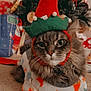 animal, carpet, cat, celebration, christmas, christmas_tree, costume, cozy, cute, decorations, elf_hat, feline, festive, gift_bag, holiday_season, holiday_sweater, indoors, pet, relaxing, winter