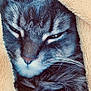 Tip joined the competition — help win amazing prizes! animal, blanket, cat, close_up, cozy, cute, feline, fur, gray_fur, indoor, mammal, pet, relaxed, resting, sleepy, snuggled, soft_texture, tabby, warm, whiskers