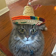 Tip joined the competition — help win amazing prizes! animal, cat, closeup, collar, cute, domestic_cat, floor, fluffy, funny, gray_cat, hand, hat, indoor, looking_up, pet, portrait, sombrero, tag, whiskers, wooden_floor